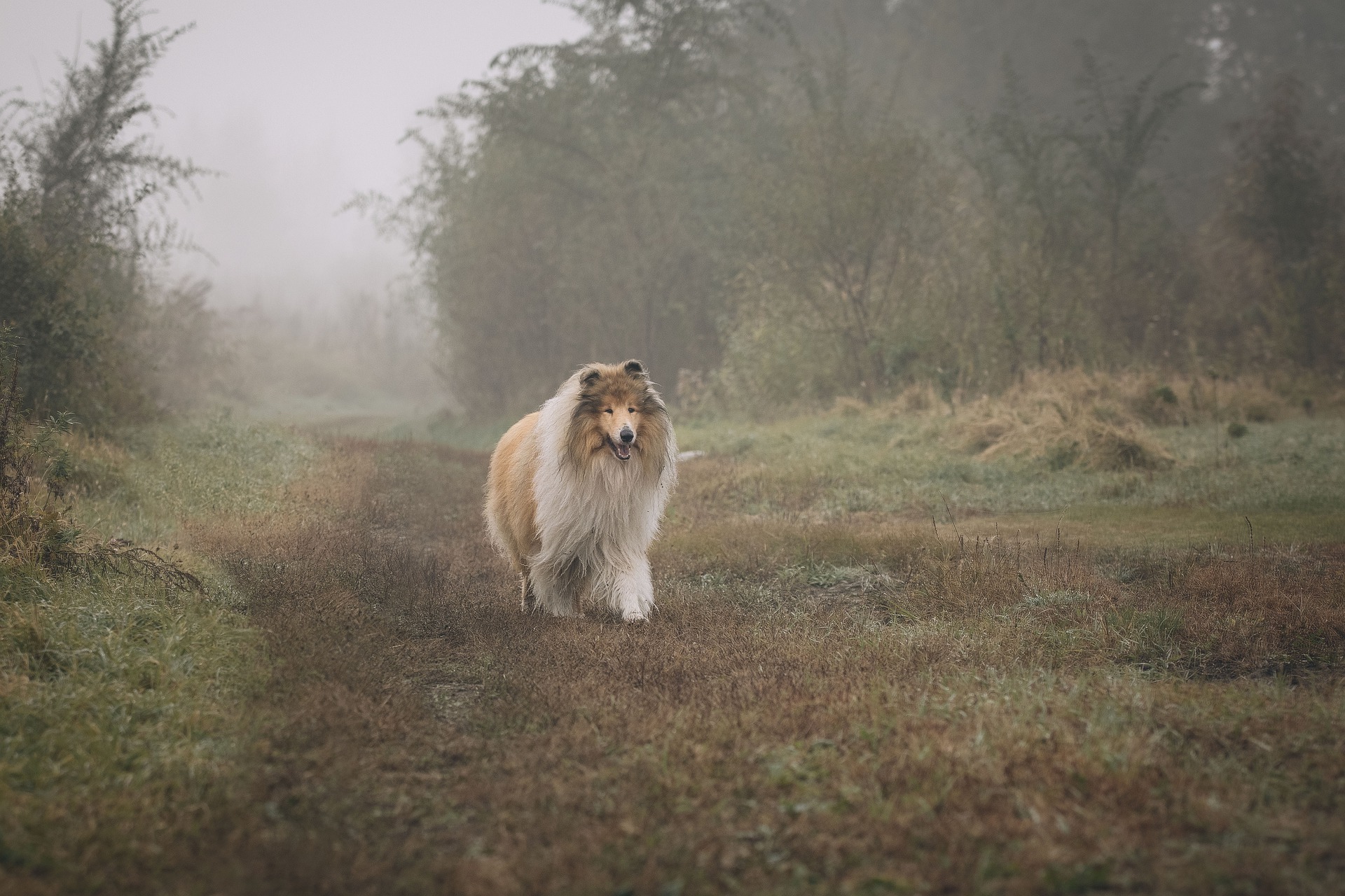 Škotijos aviganis, kaip ir romano Lassie herojus, buvo ištikimas ir šeimos šuo. Ar jis tikrai toks? Sužinokite viską apie kolijų veislę.