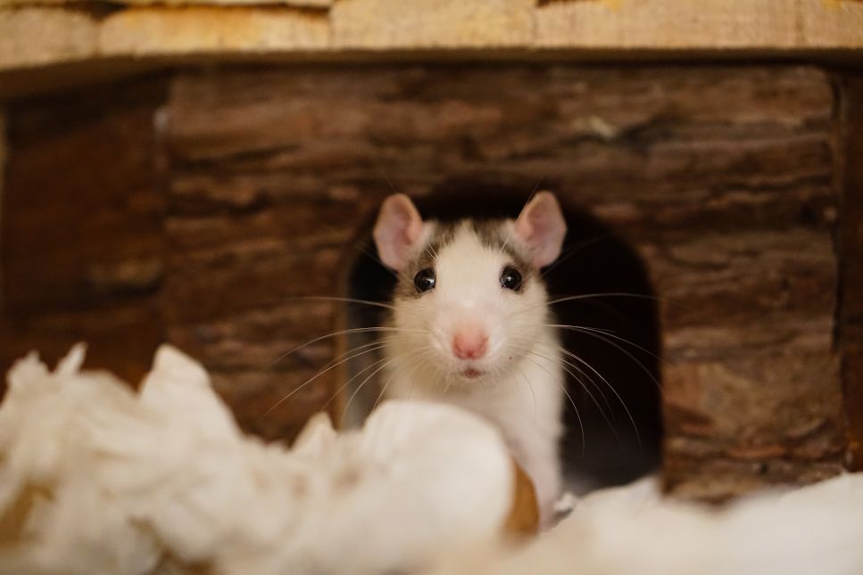 Jei norite įsigyti žiurkę, perskaitykite straipsnį ir sužinokite, kaip prižiūrėti žiurkę, kiek laiko ji gyvena ir kodėl ji tokia puiki graužikė!