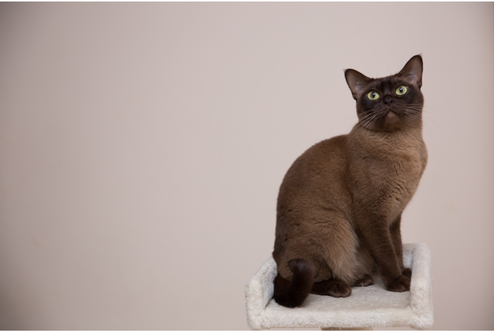 Birmos katės padėjo sukurti daugelį kitų kultinių kačių veislių.