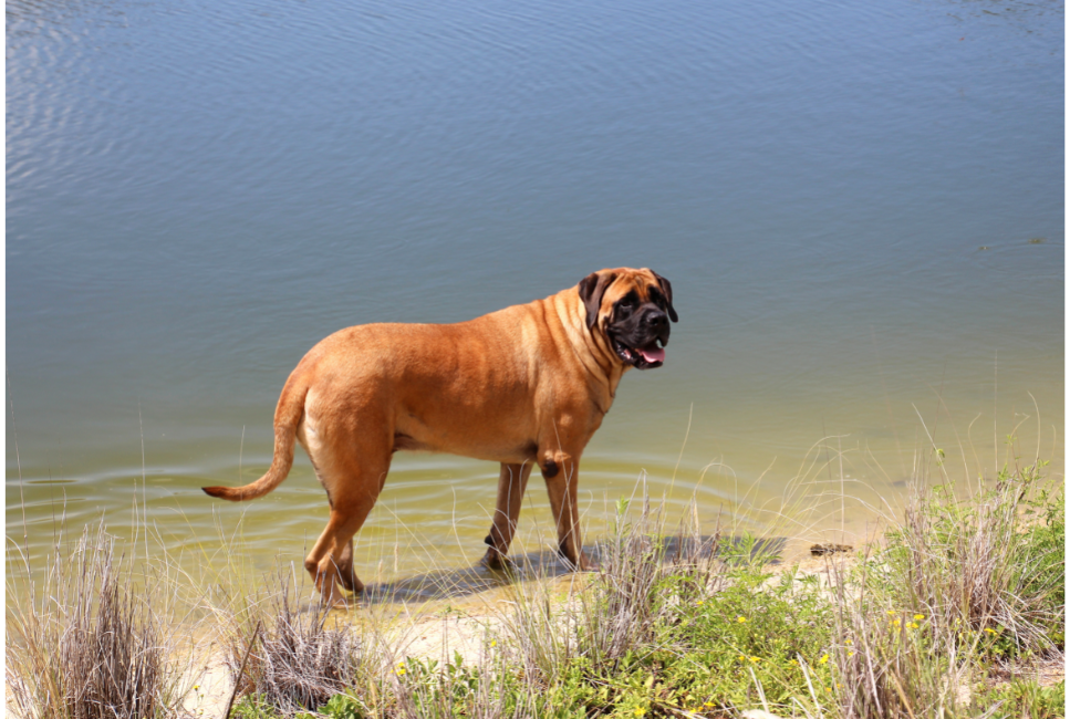 Anglų mastifas, arba švelnusis milžinas. Šunų enciklopedija