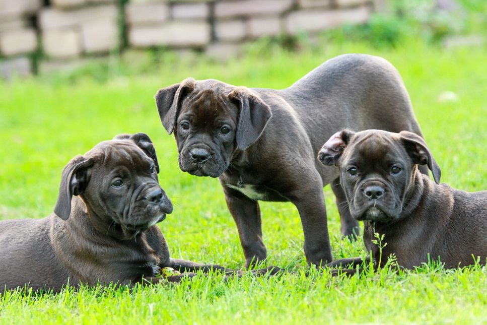 Juodų šunų privalumai ir trūkumai - sužinokite 7 geriausias juodų šunų veisles