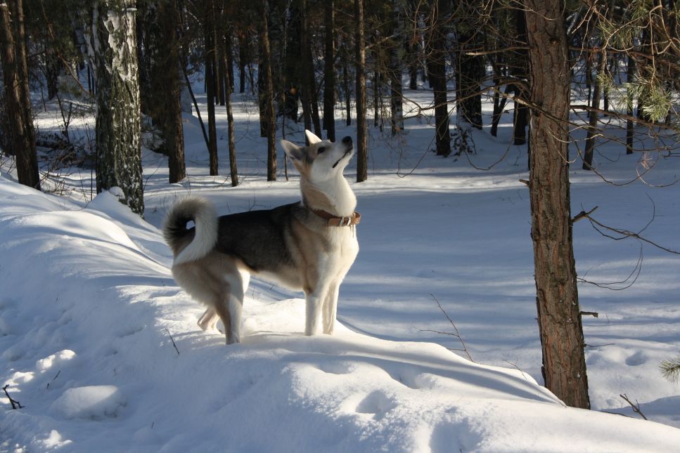 Vakarų Sibiro Laika - Šunų enciklopedija