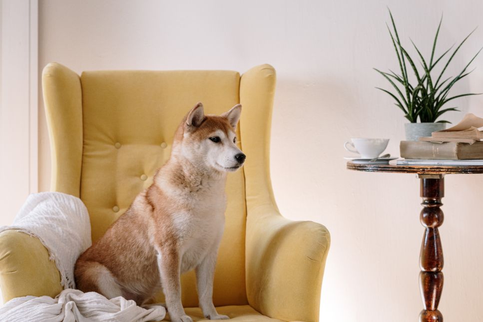 Namų šuo - veislių, kurios gerai jaučiasi bute, apžvalga