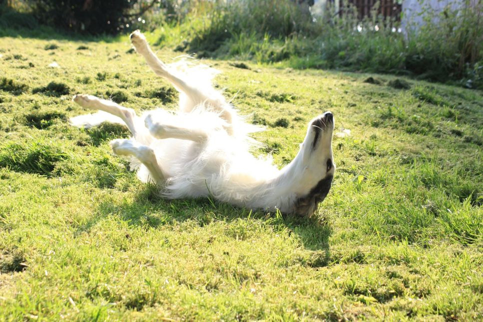 Borzojus, vadinamas rusų kurtu, yra medžioklinis šuo, šiuo metu daugiausia naudojamas kaip kompanionas.