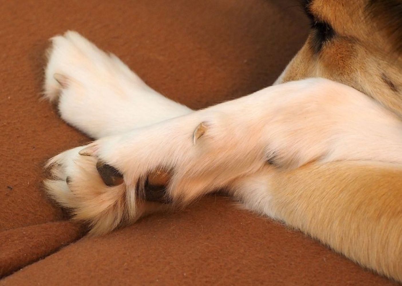 Šuns nagų kirpimas. Svarbiausia informacija apie šunų nagų priežiūrą