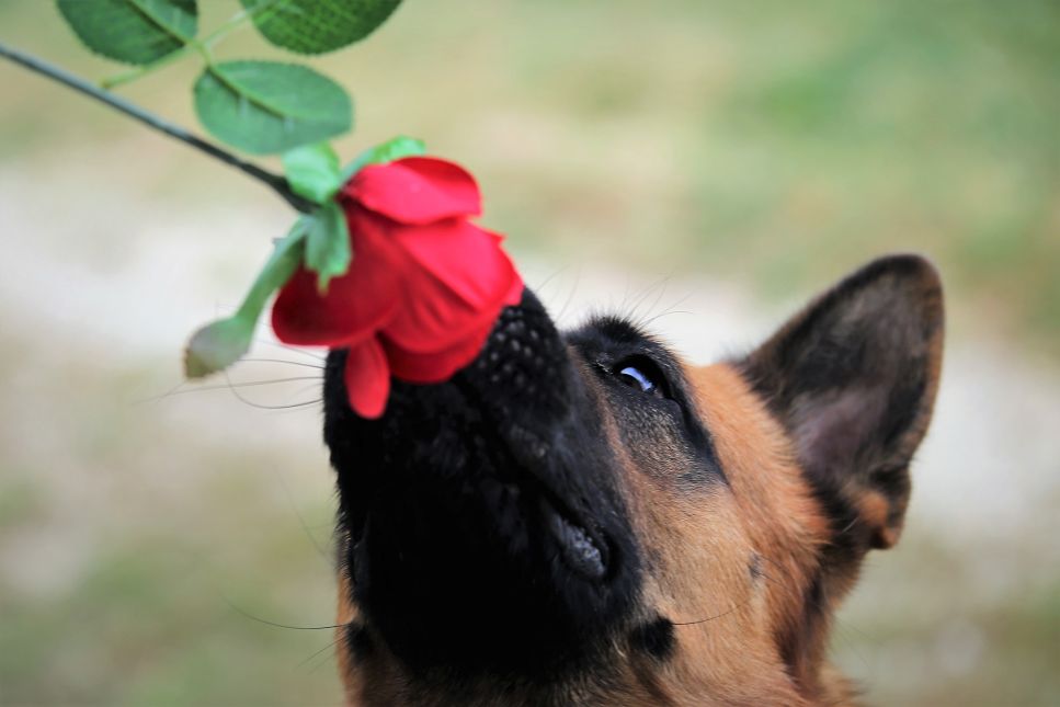 Kokių kvapų nemėgsta šunys? Sužinokite 5 svarbiausius