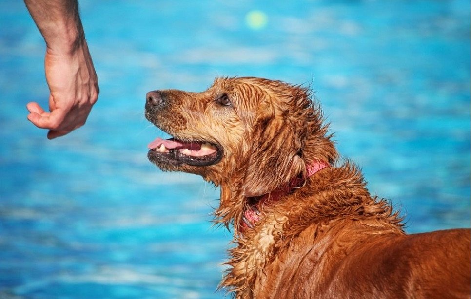 Kaip žaisti su šunimi vasarą? Saugios veiklos šuniui per karščius idėjos
