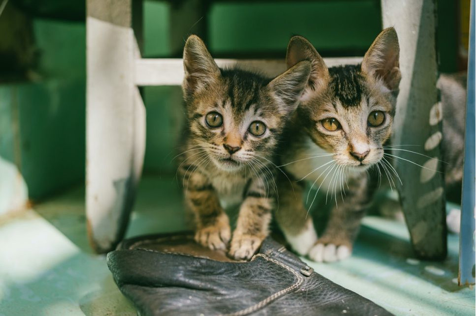 Kraujas katės išmatose gali atsirasti dėl parazitinės ligos, viduriavimo, vidurių užkietėjimo, taip pat dėl cistų, mazgelių ar polipų
