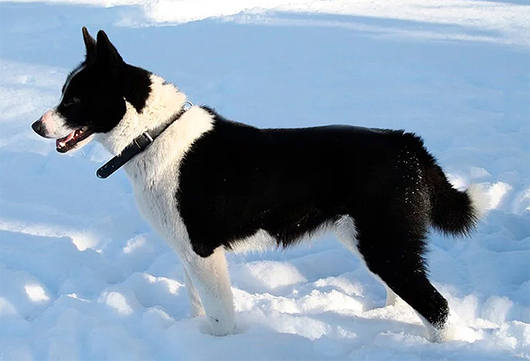 Karelijos lokinė laika turi medžioklinio šuns savybes ir charakterį