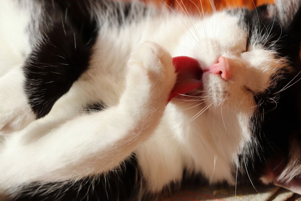 Katės liežuvis - kodėl jis šiurkštus?