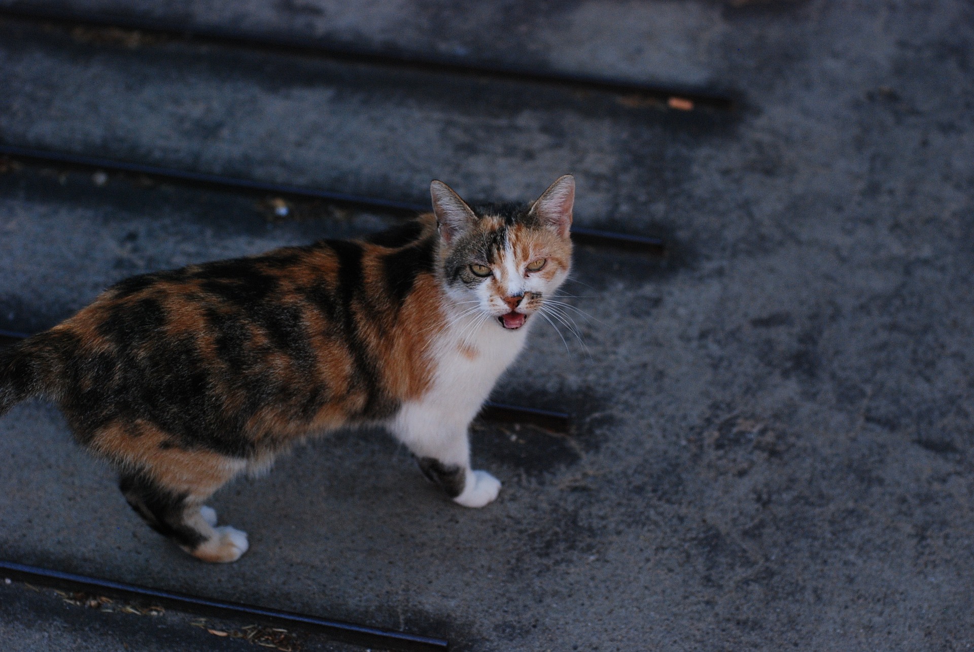 Japonų bobteilinė katė (Maneki neko) - charakteristikos, priežiūra, sveikata. Kačių enciklopedija