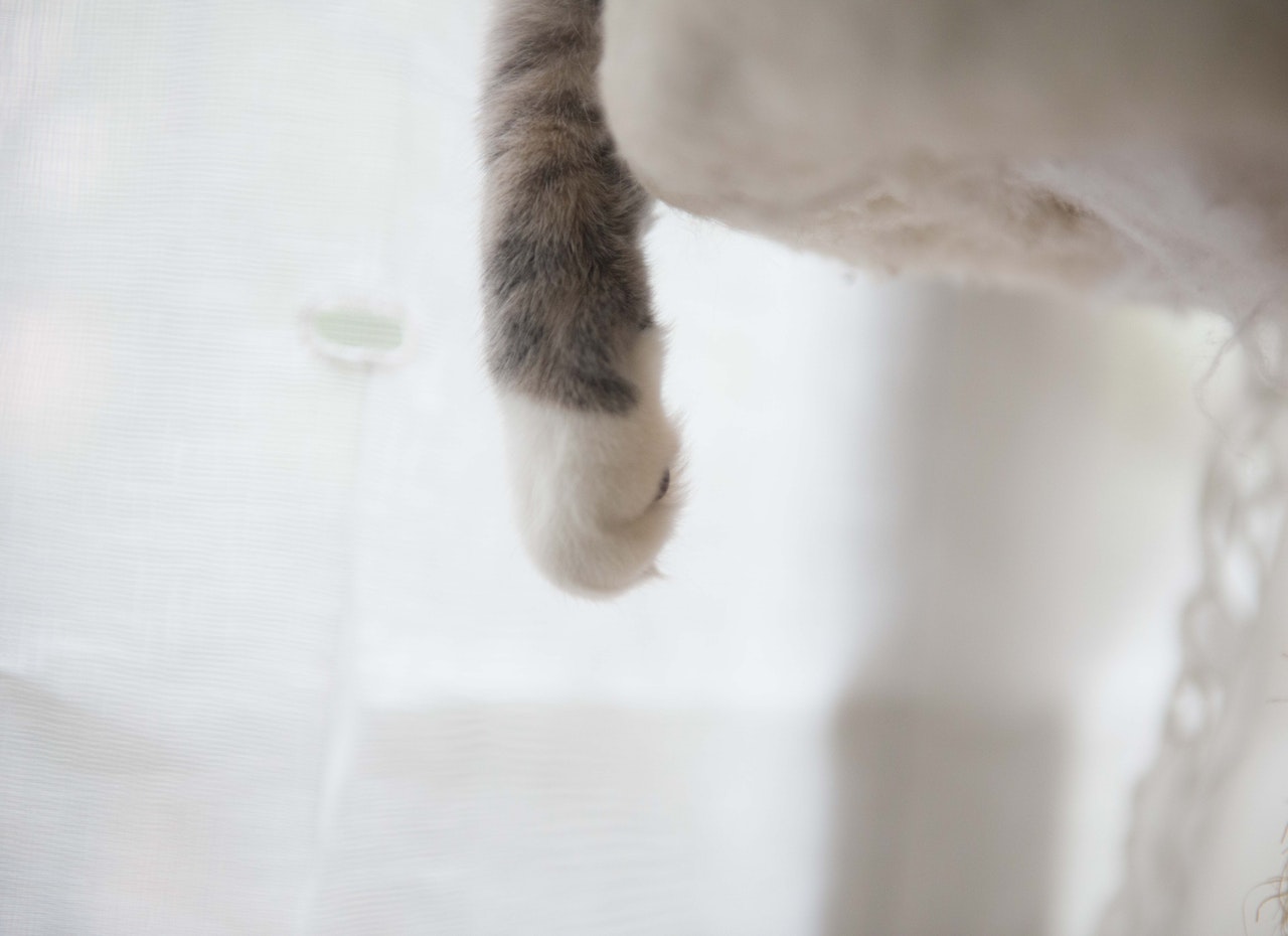 Snowshoe  - katė su baltomis kojinėmis. Veislių enciklopedija