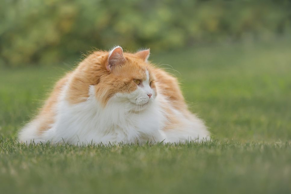 Kokios yra populiariausios ilgaplaukės katės? Peržiūrėkite mieliausių ilgaplaukių ir pūkuotų kačių reitingą.