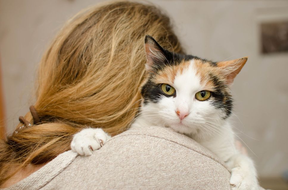 Ailurofobija arba kačių baimė. Kuo pasireiškia kačių fobija ir ar ją galima išgydyti?