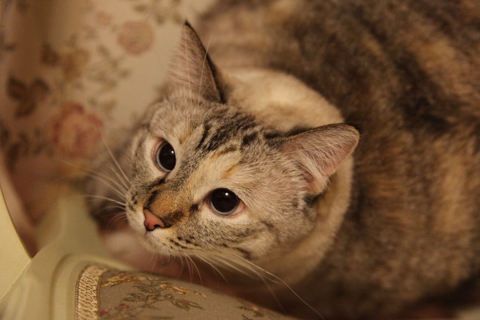 Kodėl katės bijo agurkų?