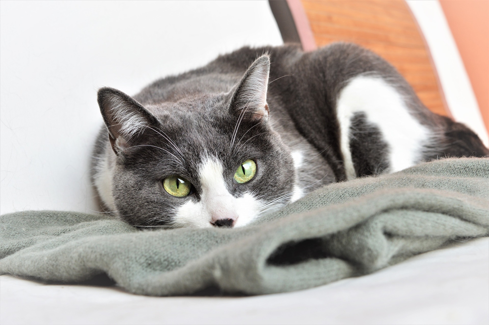 Ar galima naudoti kvapų kilimėlį ir katėms?