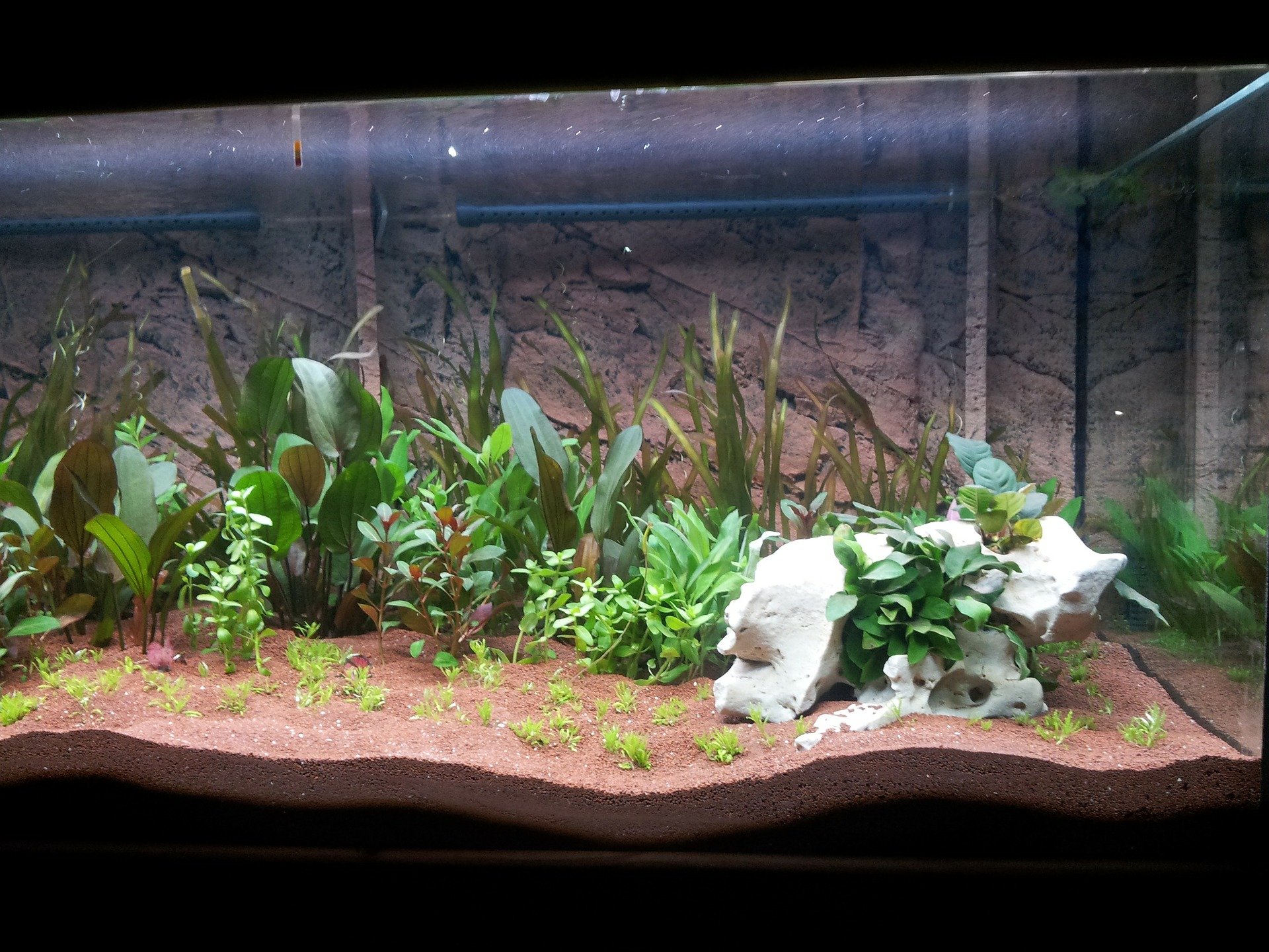 Populiariausi akvariumo augalai. Kuo turėtumėte vadovautis juos rinkdamiesi?