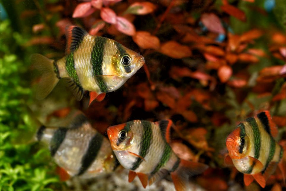 Kaip atpažinti patinus ir pateles? Ar šatrinis šamanas yra populiari akvariuminių žuvų rūšis, kokie yra šios žuvies veisimosi reikalavimai? Straipsnyje pateikta informacija.