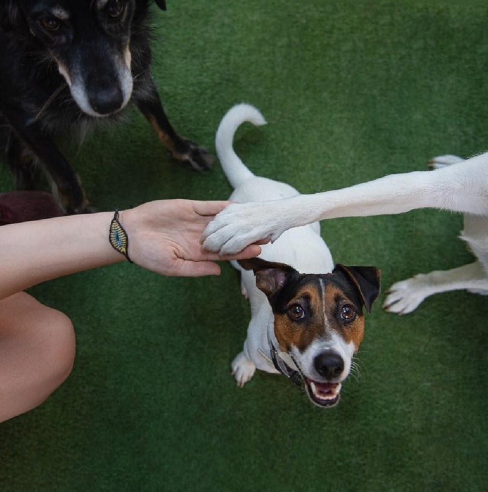 Dogoterapija vaikams ir suaugusiesiems - visa tai apie terapiją su šunų pagalba