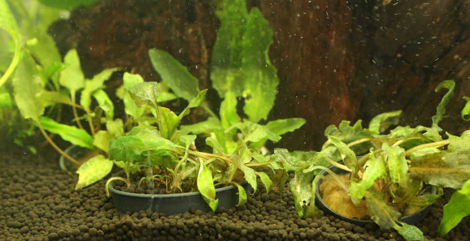 Cryptocoryne (hermafroditas) - pagrindinė informacija apie šio augalo auginimą