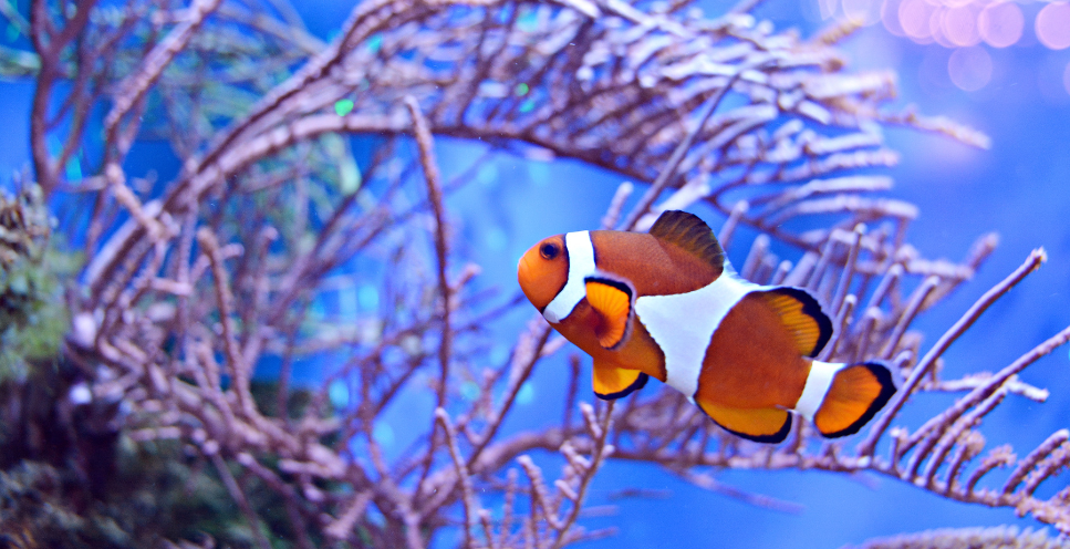 Klounžuvės  (Amphiprioninae) - svarbiausios rūšys
