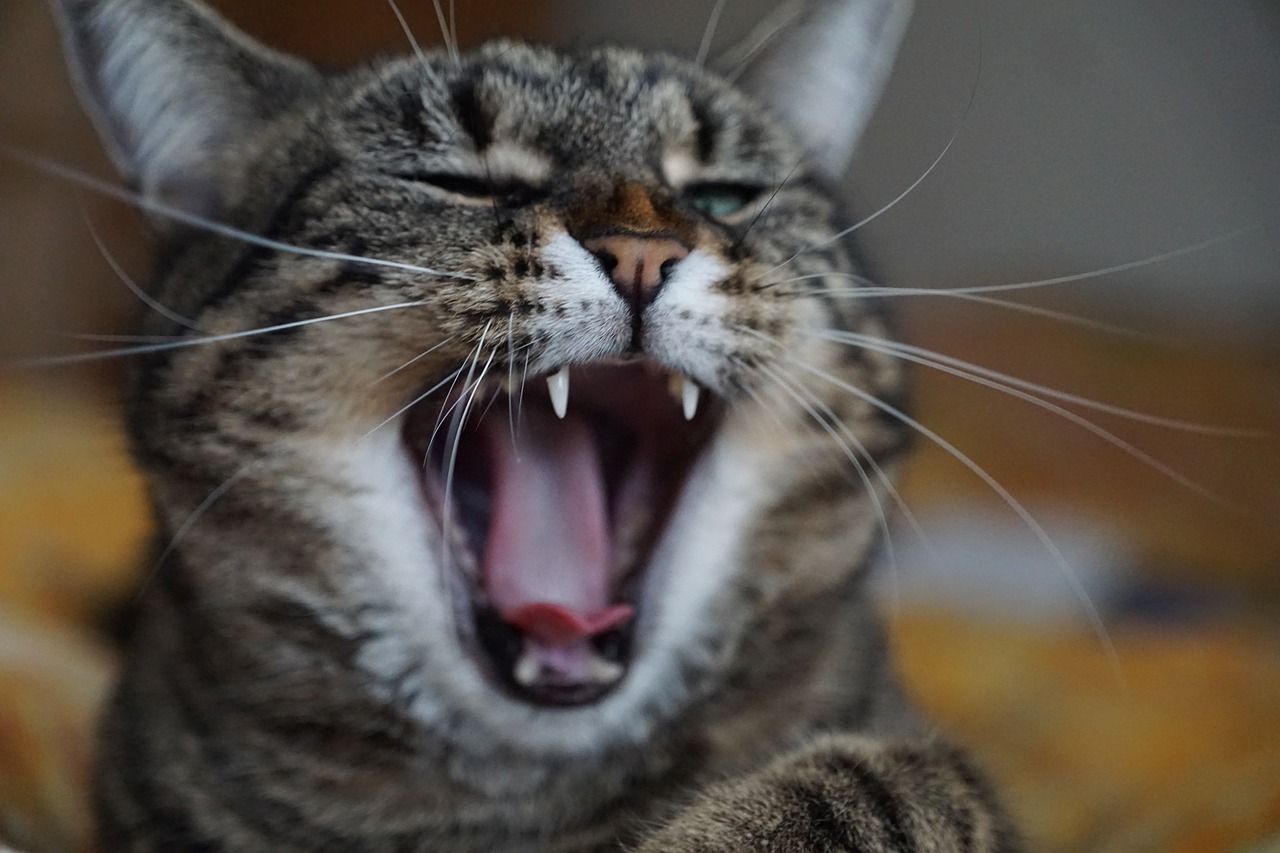Kodėl jūsų katė triukšmauja naktimis, gadina baldus ar atlieka savo reikalus ne tualete?