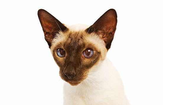 Kačių enciklopedija: Siamo katė  (Siamese)