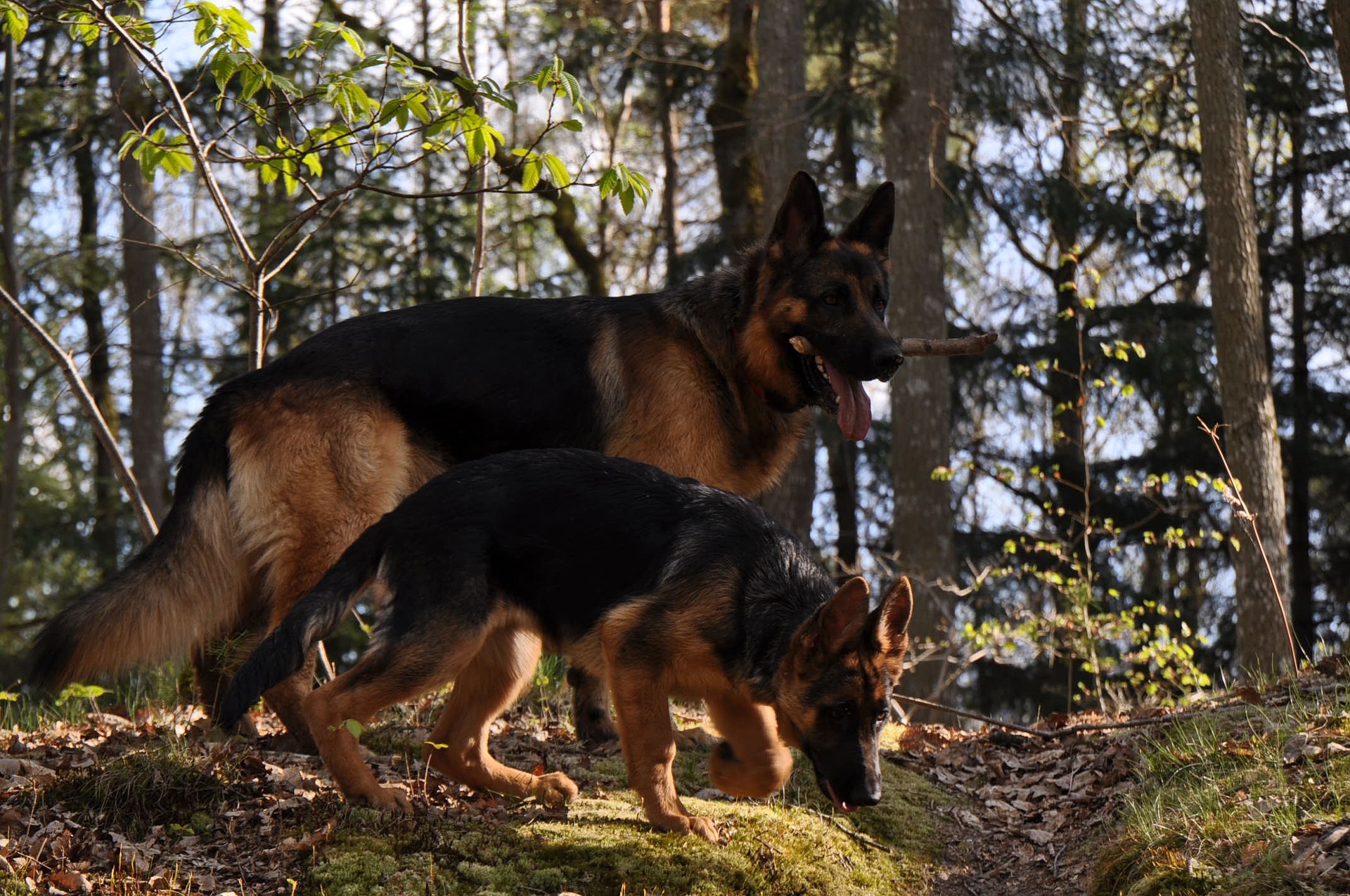Vokiečių aviganis yra nepaprastai protingas, energingas, paklusnus, labai drąsus šuo, tvirtai prisirišęs prie globėjo.