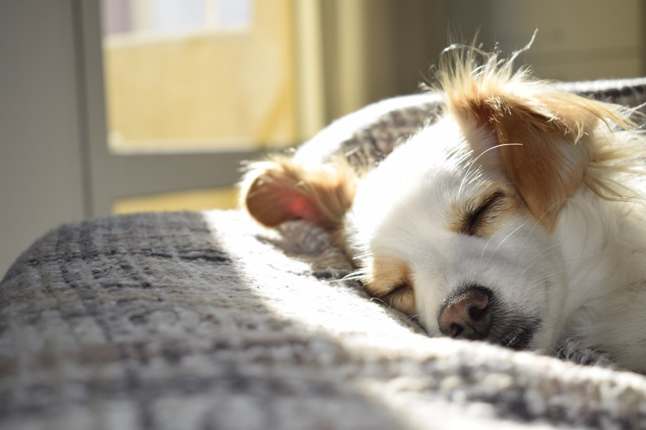 Šuns epilepsija - simptomai, priežastys ir gydymas