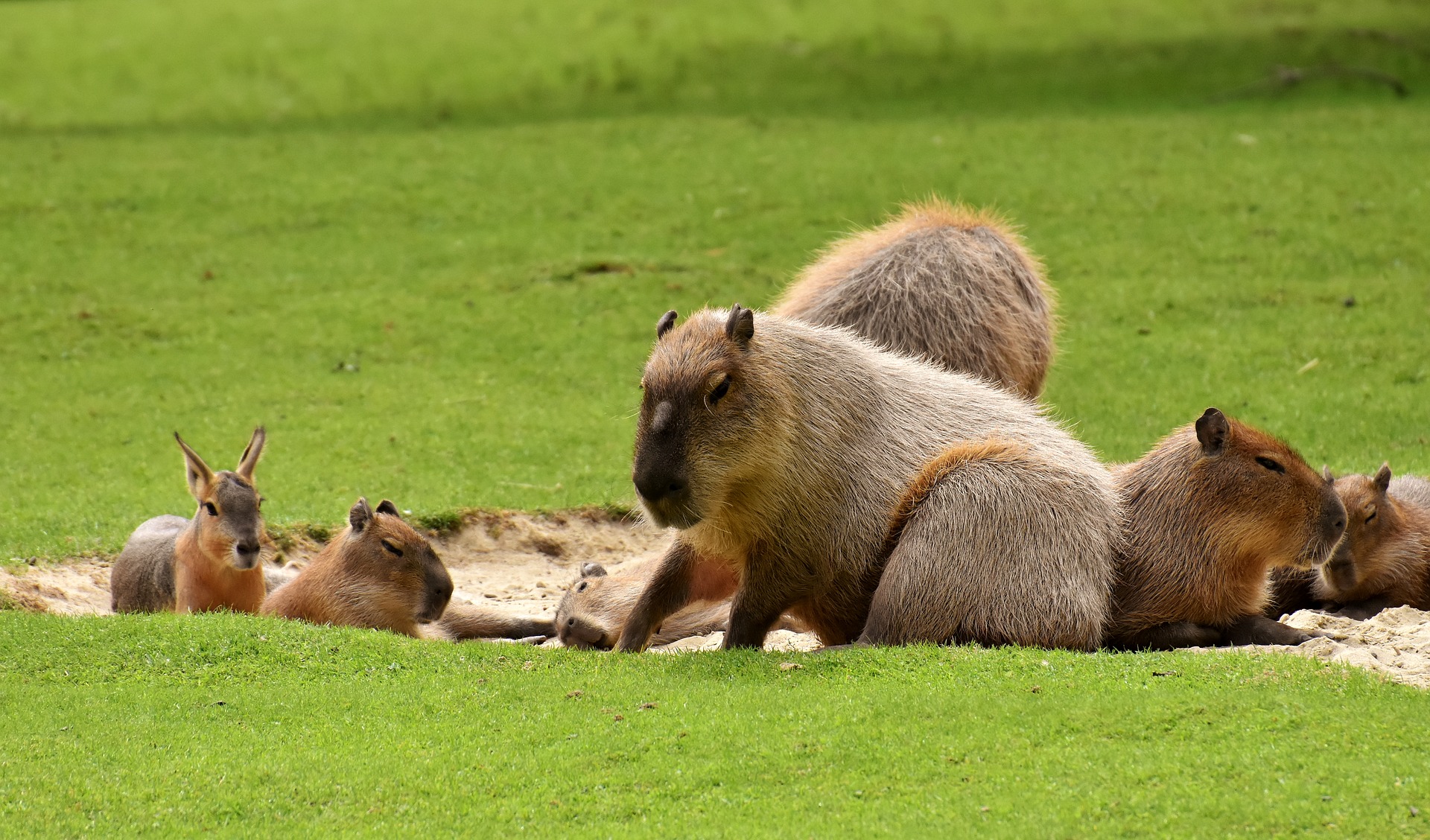 Kapibara - kaip atrodo didžiausias graužikas pasaulyje ir kokie jo įpročiai?