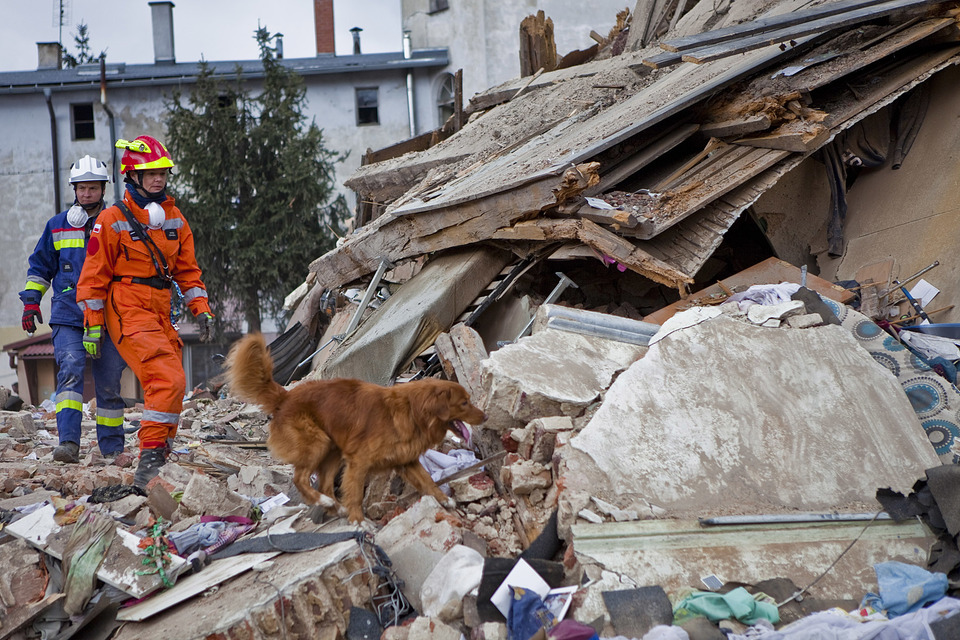 Šuo ieško žmonių griuvėsiuose.