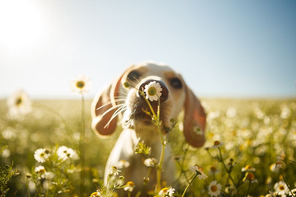 Alergija šuniui gali pasireikšti, pavyzdžiui, uostant ramunes. Šuo gali čiaudėti, kai per daug uosto.