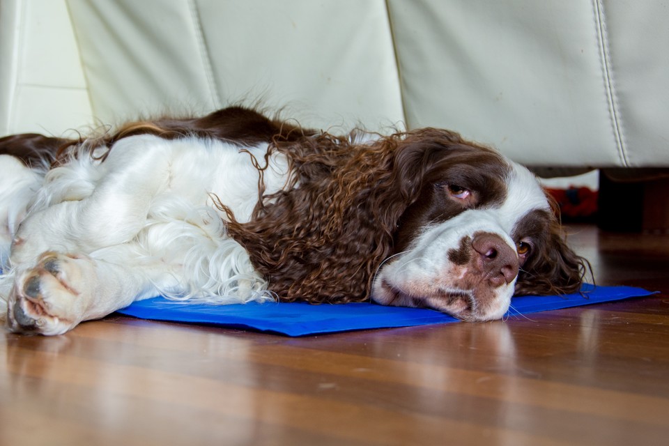 Šuniukas guli ant vėsinančio kilimėlio