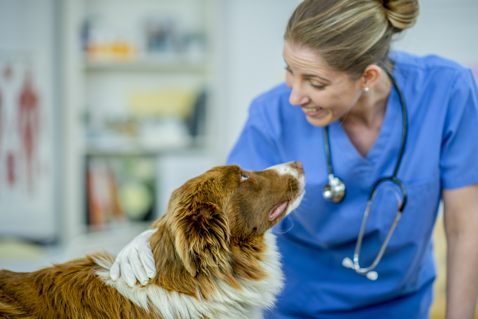 Šunų ar kačių alergiją turi diagnozuoti ir patvirtinti veterinarijos gydytojas. Lankydamasis pas veterinarą, gyvūnas apžiūrimas. Apsilankymas pas veterinarą nebūtinai turi būti stresasinis, jei mes su gyvūnais bendradarbiaujame.