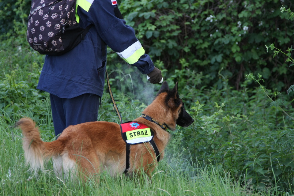 Gelbėtojų sargybinis šuo ieško miške dingusių asmenų.