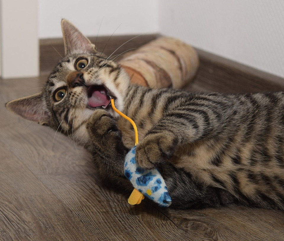 Katė Raina pamišusi dėl žaislo. Pliušinė pelė yra puikus žaislas katėms.
