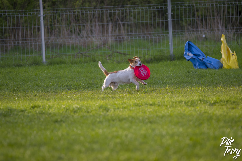 Šuniukas bėga su skraidančia lėkšte
