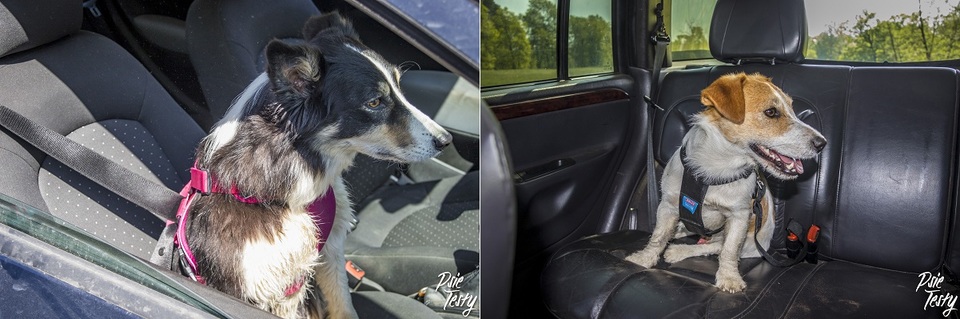 Šunys automobilyje su saugos diržu