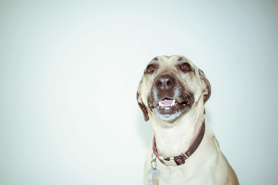 Laimingas gali turėti šuns vardą, nurodantį jo džiaugsmingą charakterį.