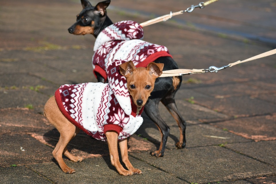 Drabužiai mažų veislių šunims yra praktiška priemonė, kuris leis šunims išgyventi šalčiausius laikotarpius.