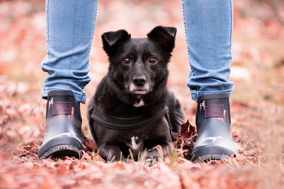 Šuo rodo pasitikėjimą keliais būdais, vienas iš jų yra noras praleisti laiką kartu ir, pavyzdžiui, sėdėti tarp kojų.