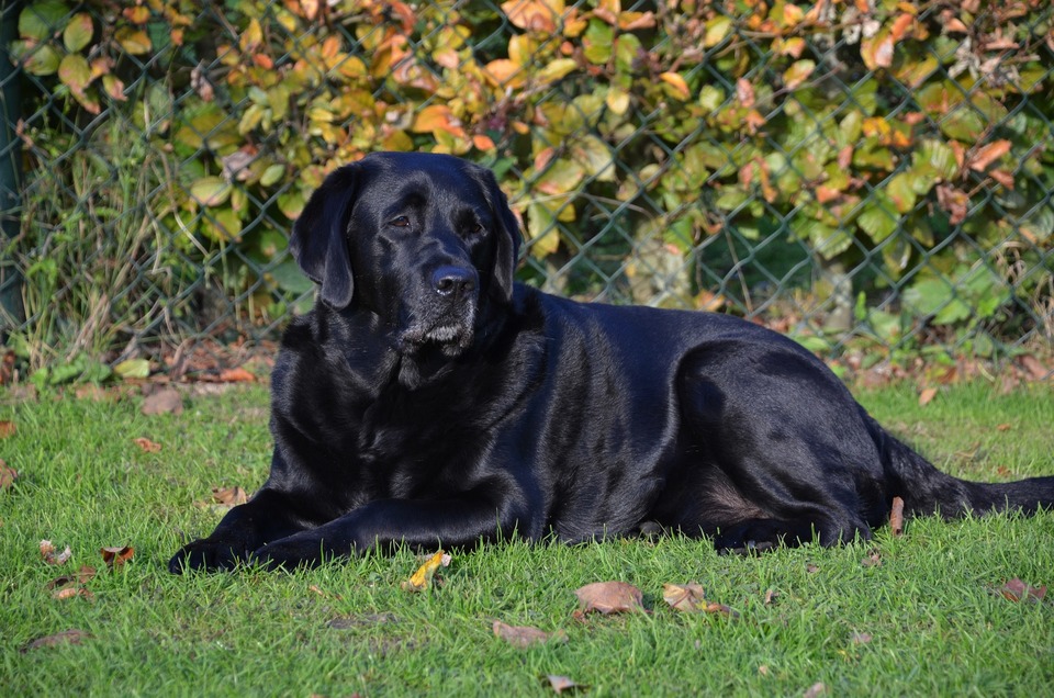 Juodasis labradoras guli ant žolės.
