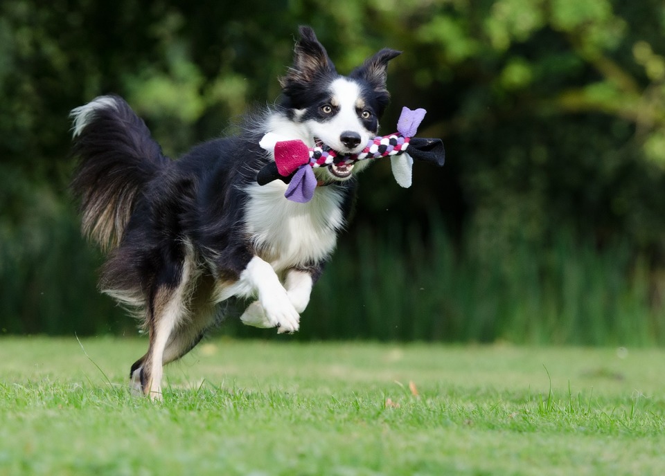 Jaunas šuo su žaislu, šokinėja aukštai, gali patirti kritimus ir sąnarių problemas