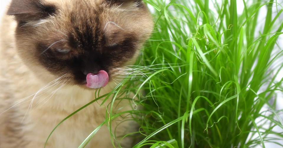  Katė valgo žolę. Ji laižo lūpas.