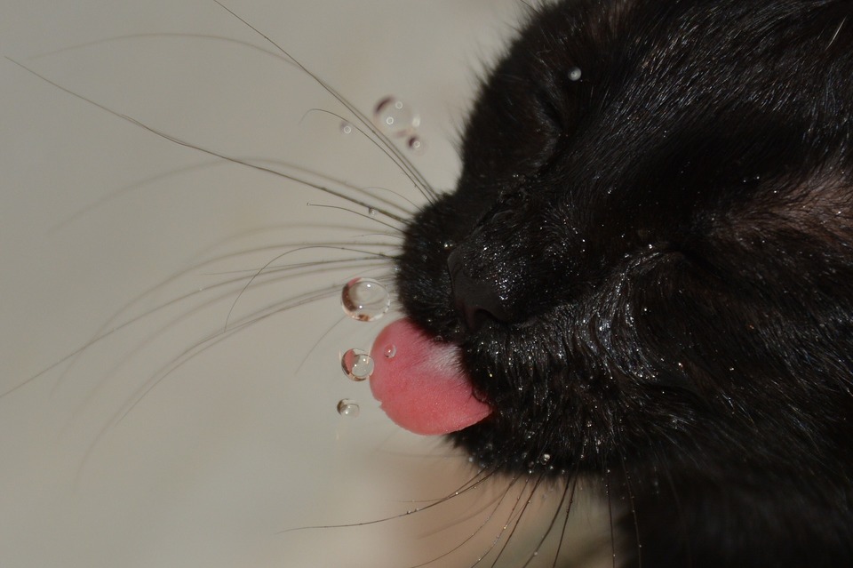  Juoda katė su liežuviu bando sugauti krintantį vandens lašą.