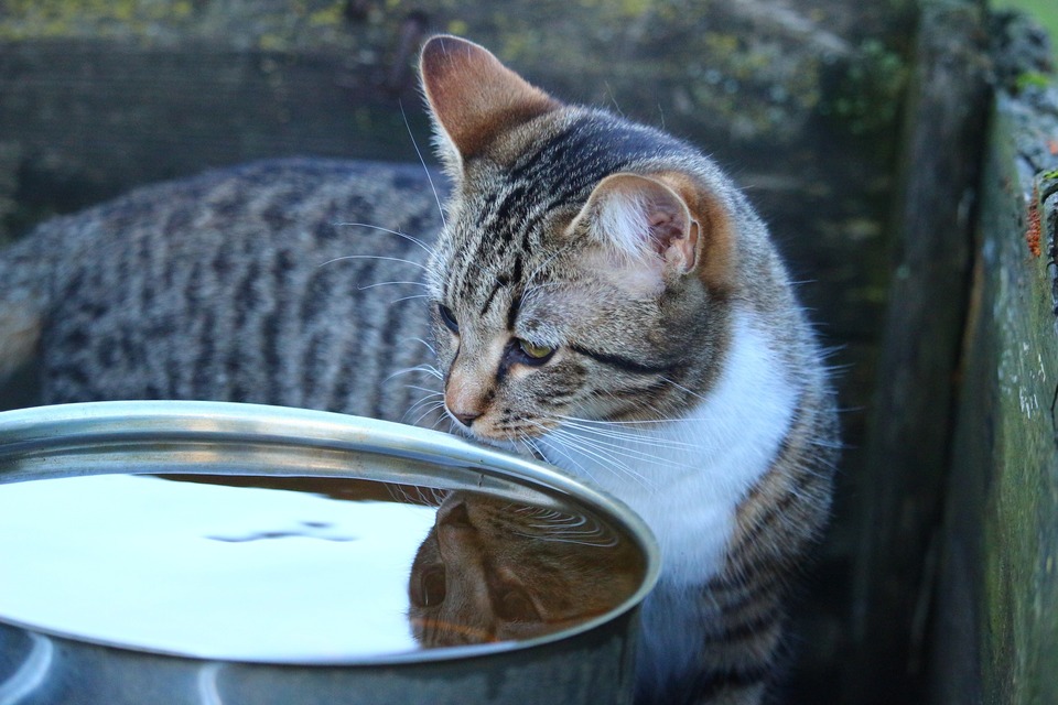Katė bando atsigerti iš didelio dubenėlio vandens. Katės iš prigimties retai jaučia ištroškimą, todėl verta jas maitinti šlapiu maistu.