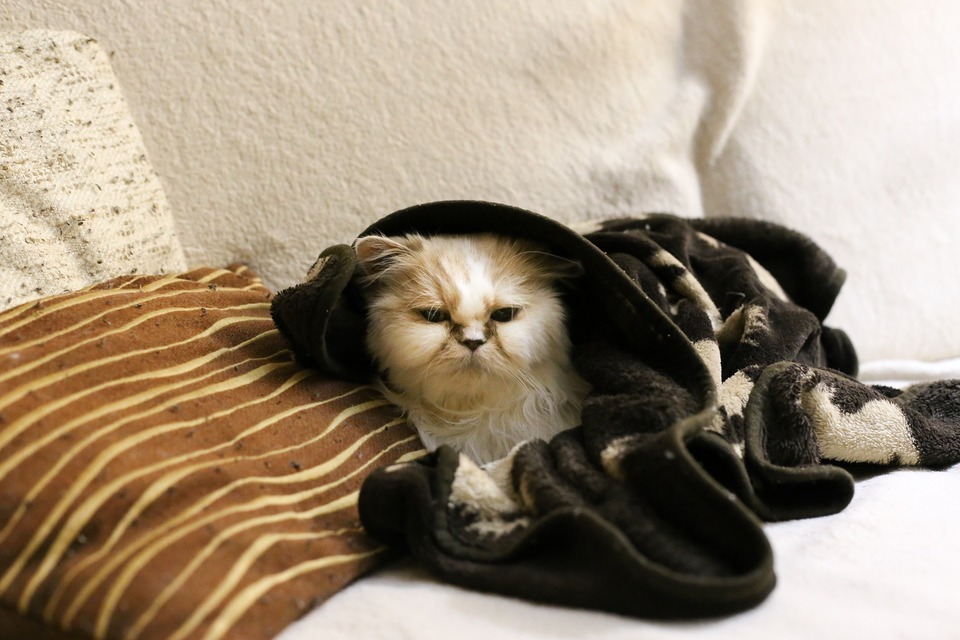 pPersas su patinusiomis akimis guli apvyniotas antklode, tik jo galva išsikiša