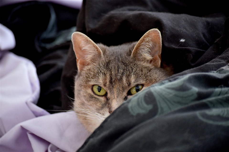 BRaine katė guli ant patalynės. Viena akis yra patinusi. Ar žinote kaip atpažinti savo katės alergiją?