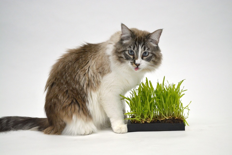Kačių žolė padeda atsikratyti plaukų kamuoliukų, vadinamųjų pilobezoarų.