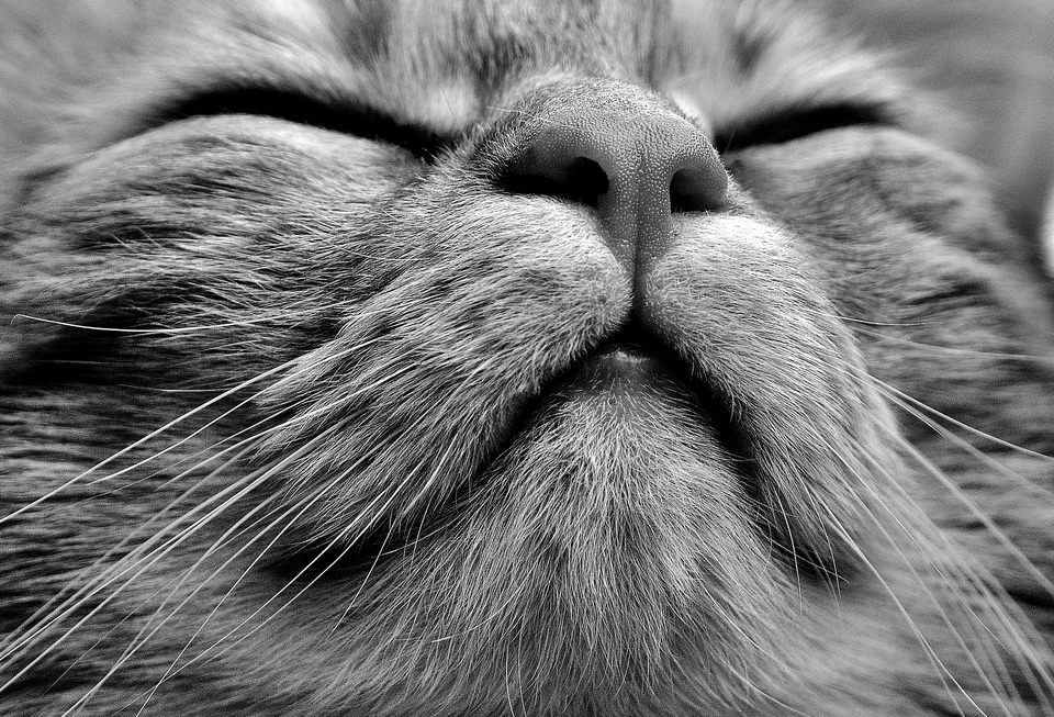 Katė čiaudėja dėl daugelio priežasčių, tada jis susiaurina akis, įtempia ūsus ir intensyviai išleidžia orą iš plaučių. Čiaudulys yra natūralus būdas išvalyti viršutinius kvėpavimo takus. 